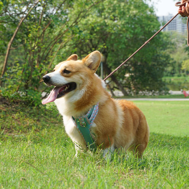 2023 Chengbei's Pet Supplies Dog Leash Vest with Reflective Strip and Solid Pattern