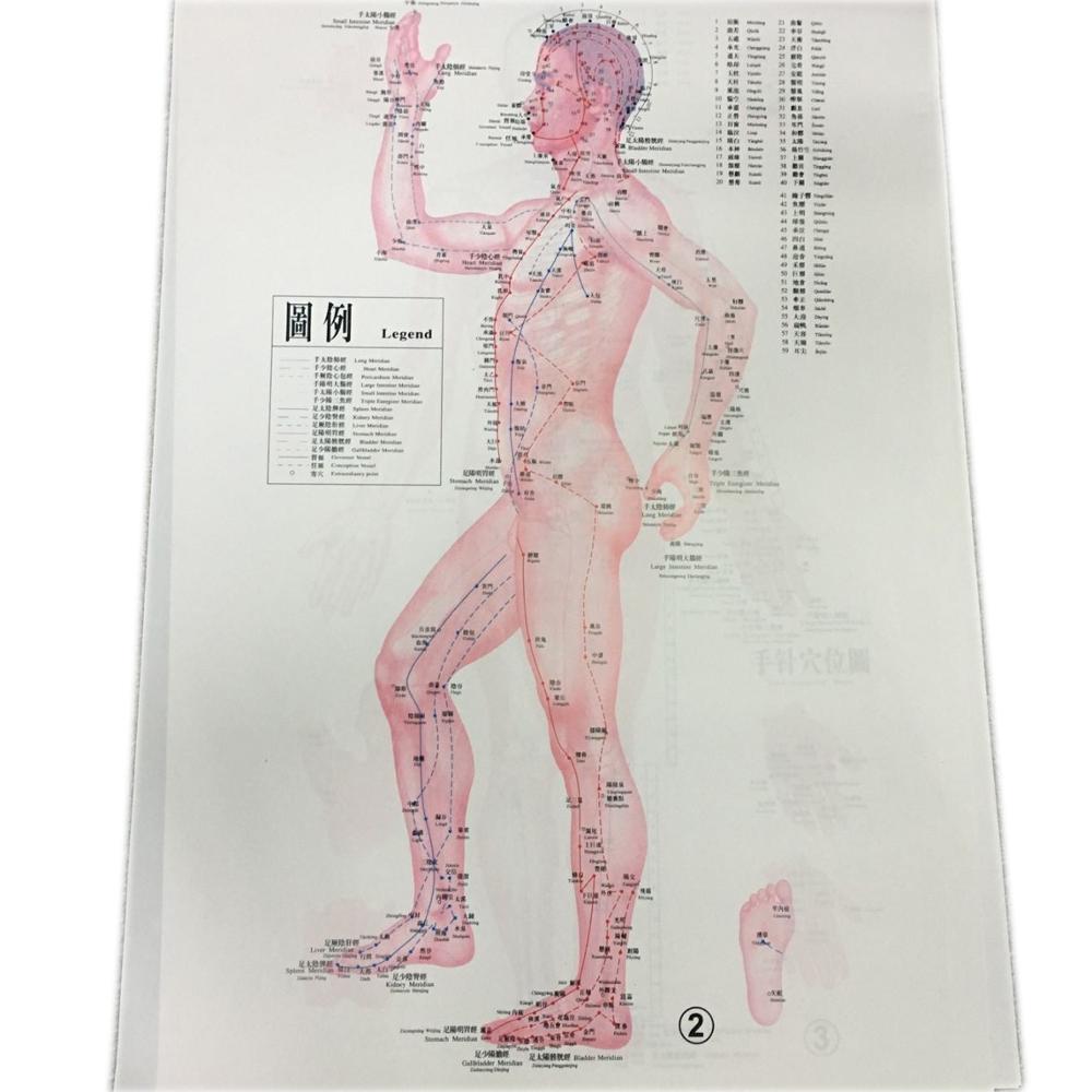 English Acupuncture Wall Chart 7PCS Per Set Human Acupuncture Chart