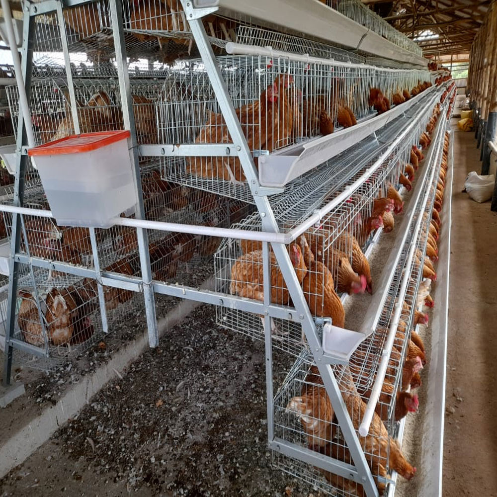 Broiler Pullet Breeder Chicken Cage Galvanized Mesh A Type Layer Egg Hens