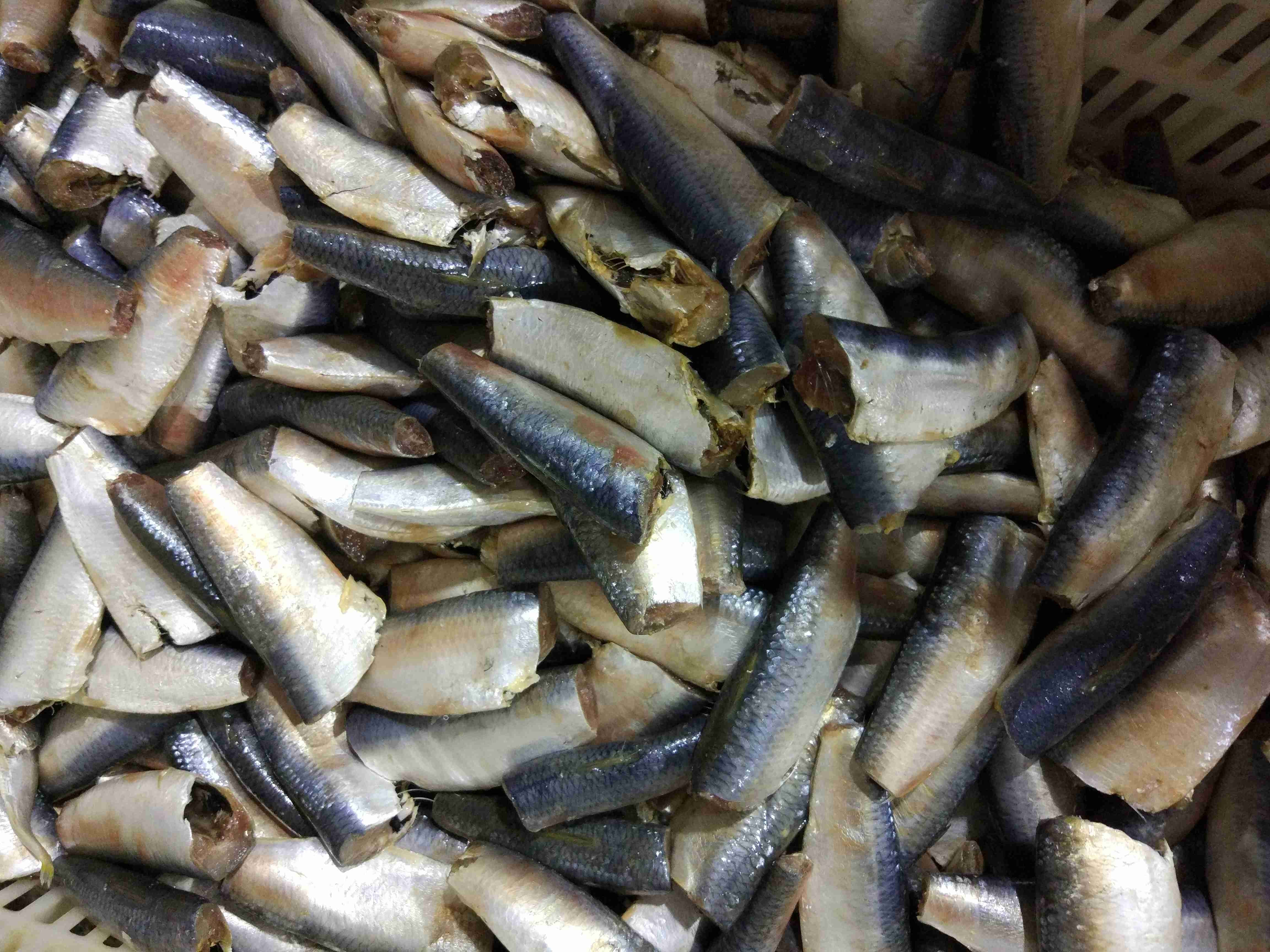 Competitive Price Delicious Fresh Material Sardines Fish Canned in Tomato Sauce
