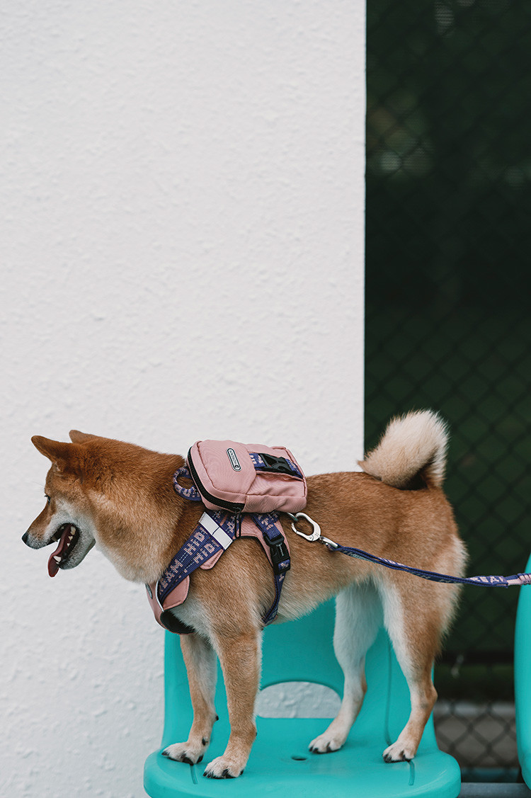 Cute Dog Backpack Harness For Hiking Outdoor Bag With Leash X Small