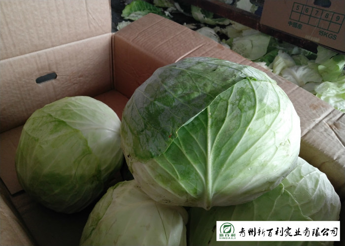 2.5 Kg / Per Fresh Green Cabbage HACCP / GAP Standard For Salad Factory