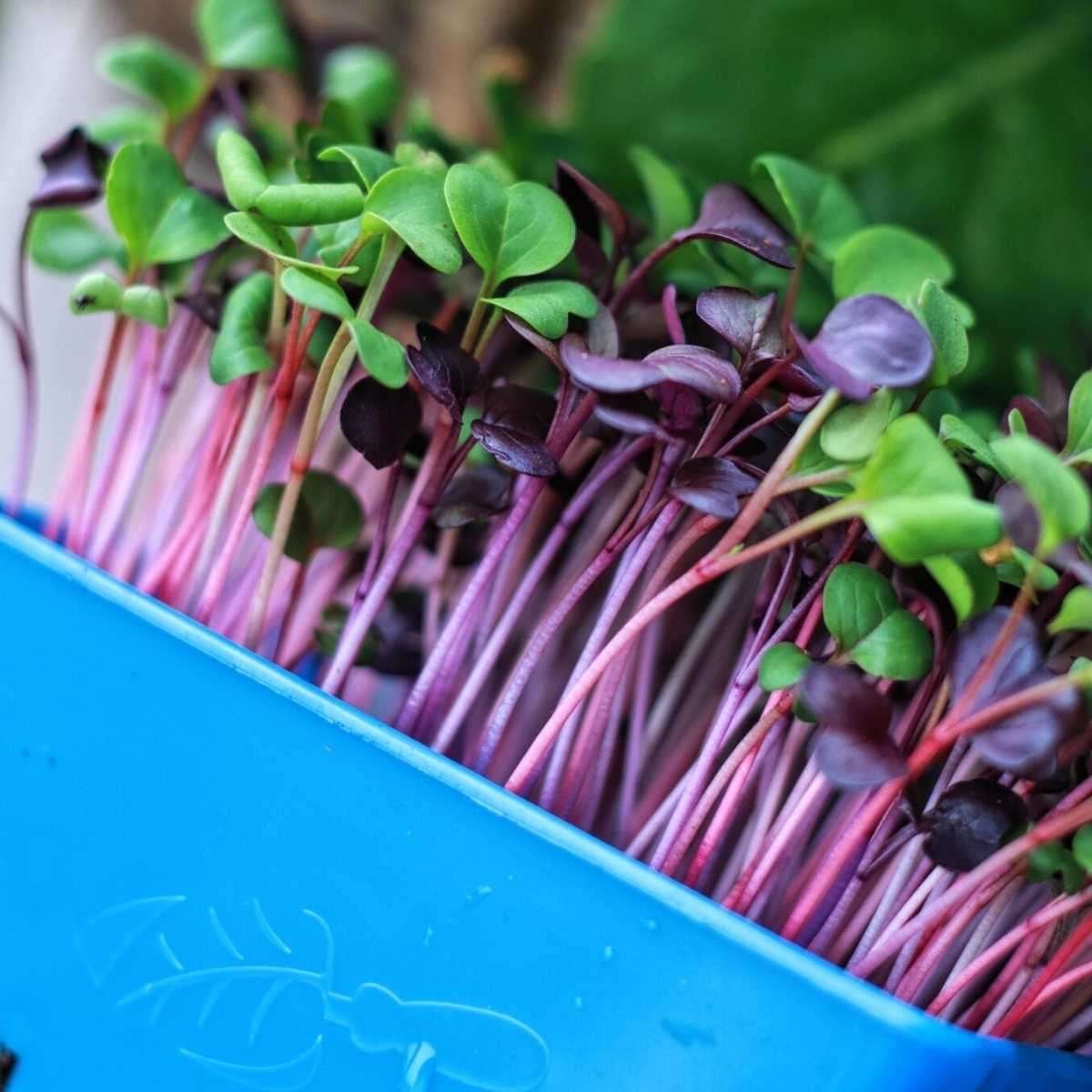 1200mm Working Width Mini Harvester Machine for Aquaponics Microgreens Harvesting in 2024
