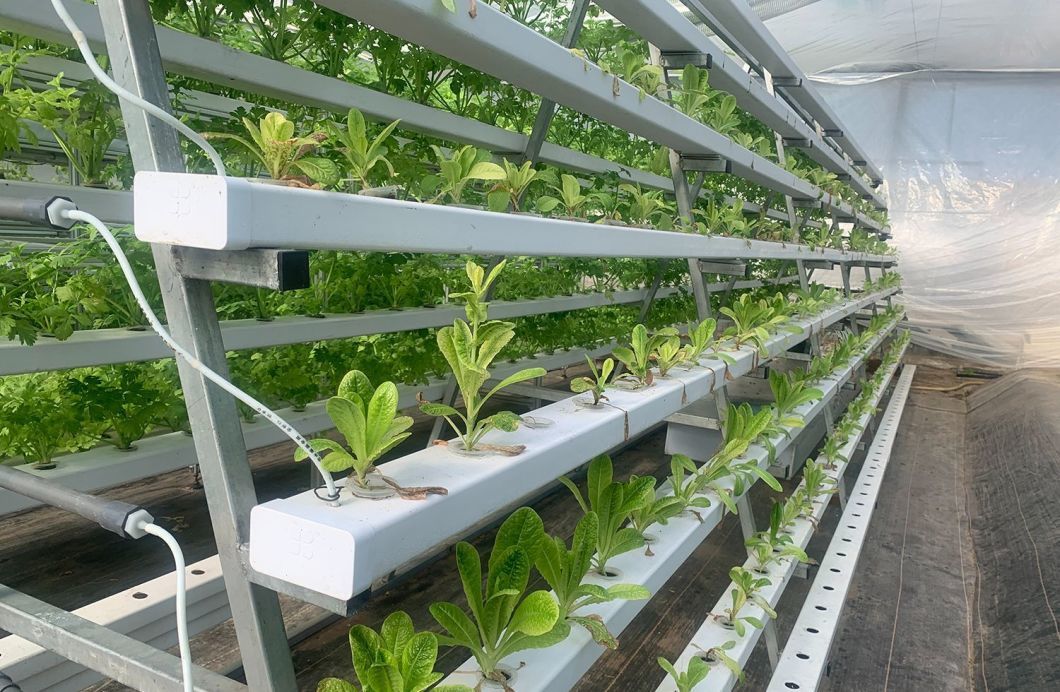 Hydroponics Stromal Humidity Control Multi-Span Seedling Glass Greenhouse