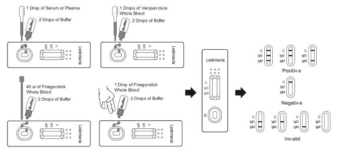 Citest Leishmania IgG IgM Rapid Test Cassette Chromatographic Immunoassay