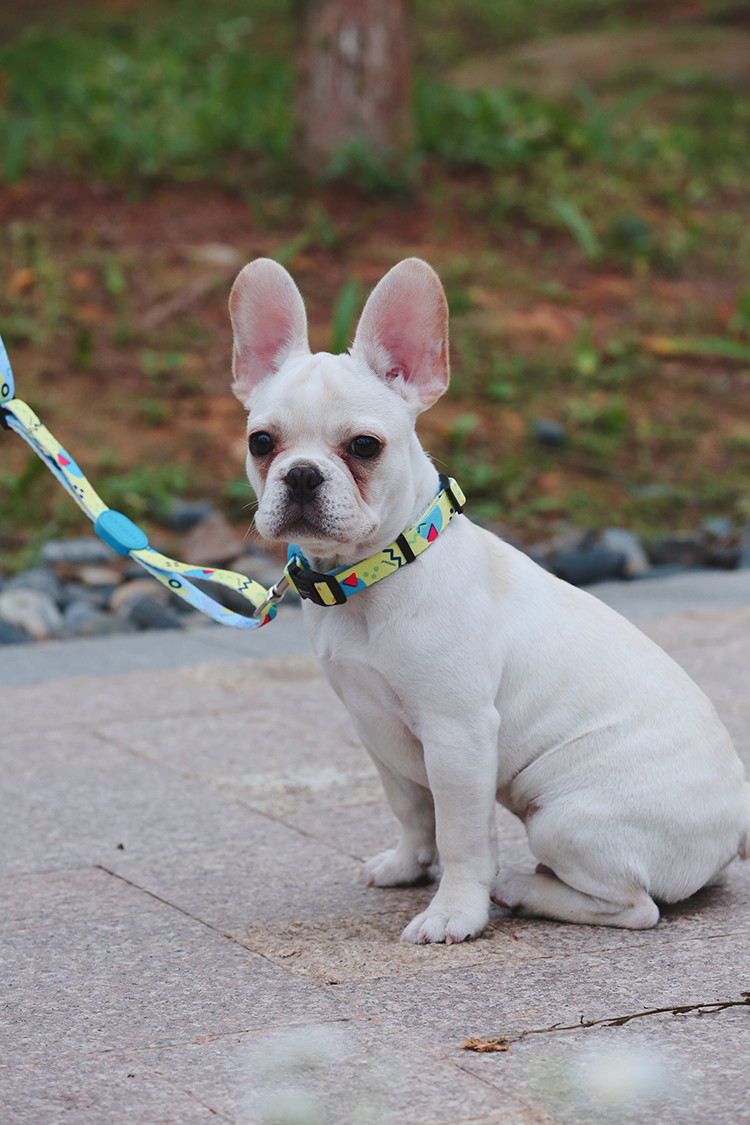 30m Sublimation Dog Leash