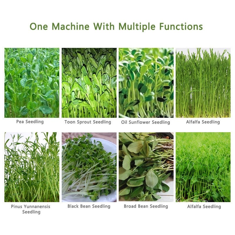 Grass Peanut Hydroponic Fodder Machine 250kg/Day Commercial Sprouting Equipment