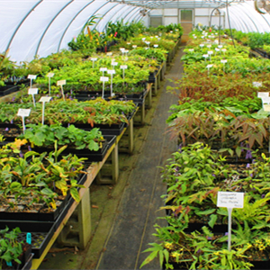 Greenhouse