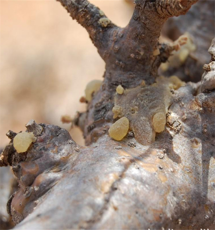High quality factory produced Boswelia Serrata extract 95%Boswellic Acid powder