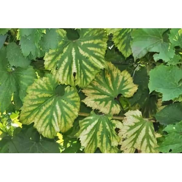 Organic Fruit Tree Fertilizer Plant Based 100% Water Soluble Magnesium Chelated