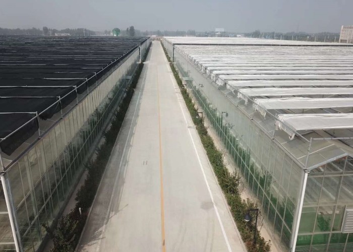 12m Span Gutter Connected Venlo Tempered Glass Greenhouse For Flowers 12x10 12x12 12x14