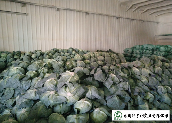 2.5 Kg / Per Fresh Green Cabbage HACCP / GAP Standard For Salad Factory