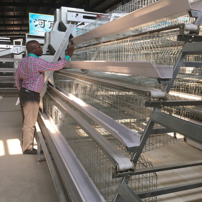Layer Cage Poultry Equipment Automatic 3 Tiers 4 Tiers A Type Poultry Cages