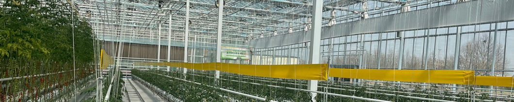 Economical Department Plastic Greenhouse With Hydroponics And Temporary Heating