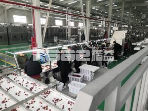 China Hot Dehydrator Food Drying Machine To Make Dried Fruit Conveyor Belt Dryer Fish Meat Jerky on sale