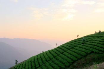 Dark Chinese Tea Ltd.