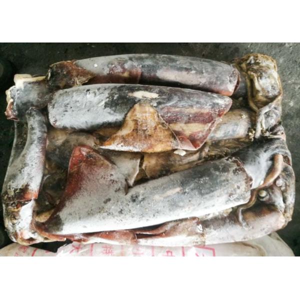 Light Red Frozen Giant Squid Whole Round 1-2kg Dosidicus Gigas