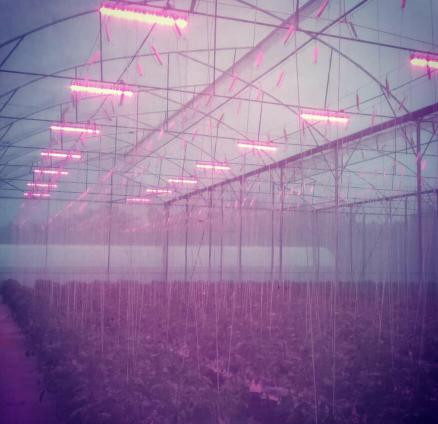 High Power 300W Top Lighting Commercial LED Grow Lights Bar Modular Design