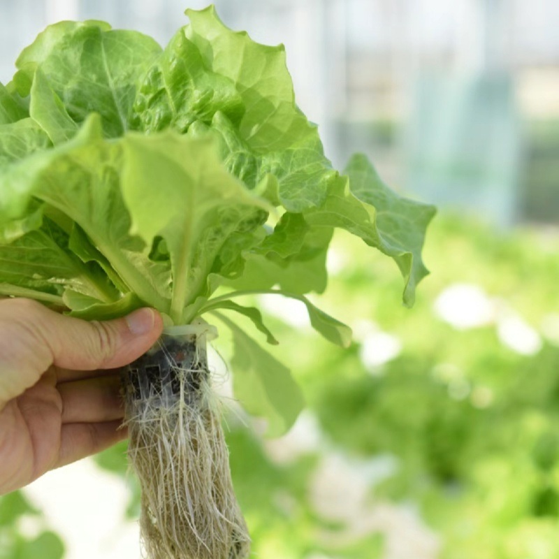 Affordable Hydroponic Tunnel Greenhouse Solution