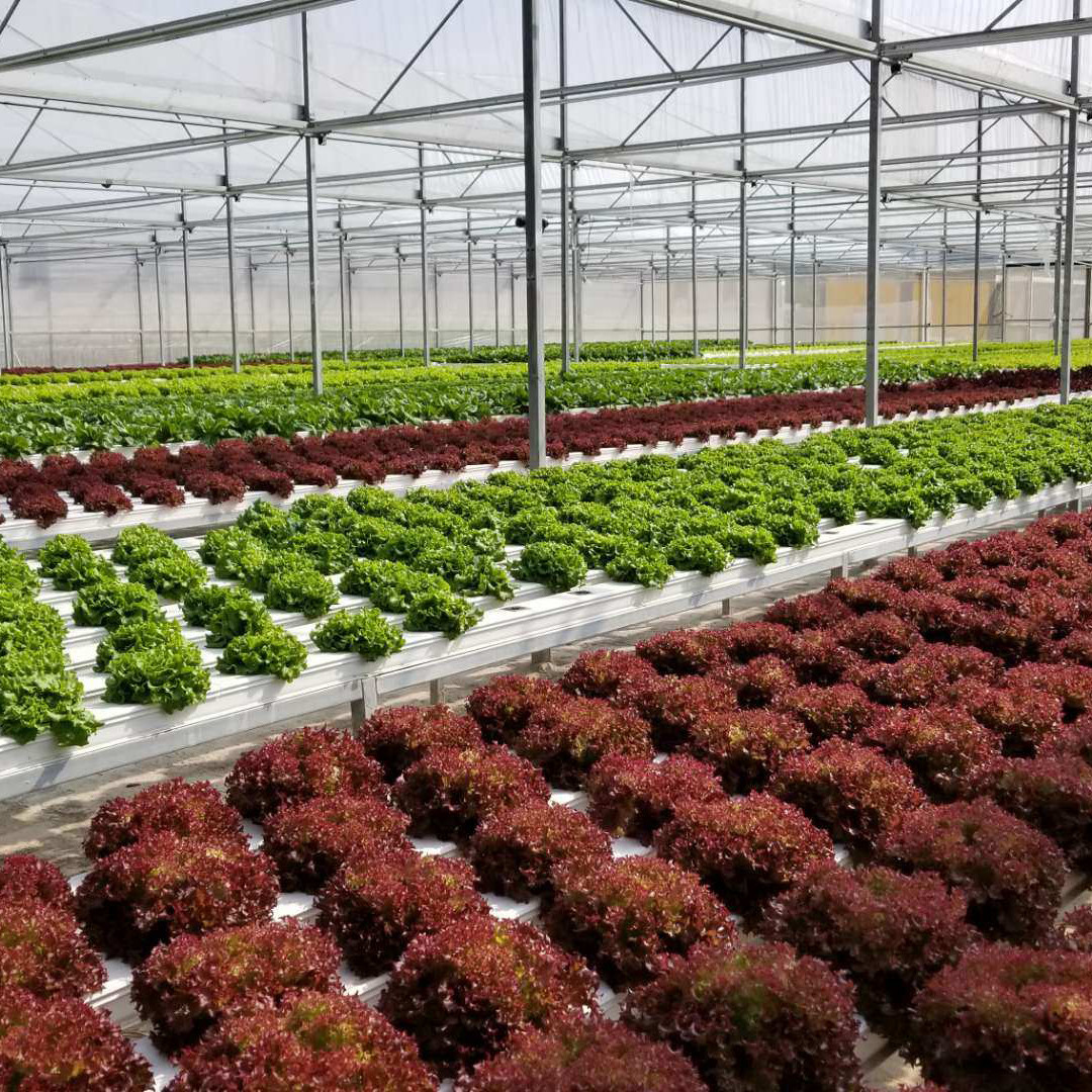 Flat High Density Nft Grow System Nutrient Film Technique Hydroponic System
