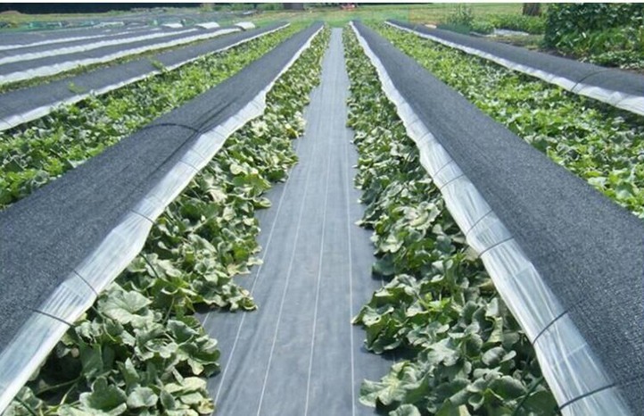 Horticulture 2mm Reflective Plastic Weed Barrier 500ft Stop Weeds Membrane