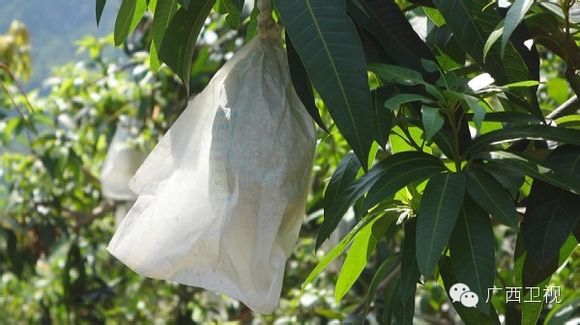 Mango protect bag 13 years factory