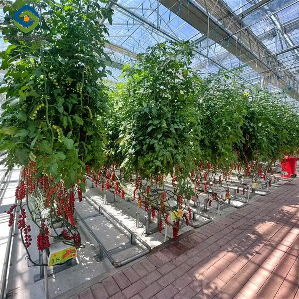 Sainpoly Tomato Greenhouse Agricultural Greenhouses For Vegetable Production