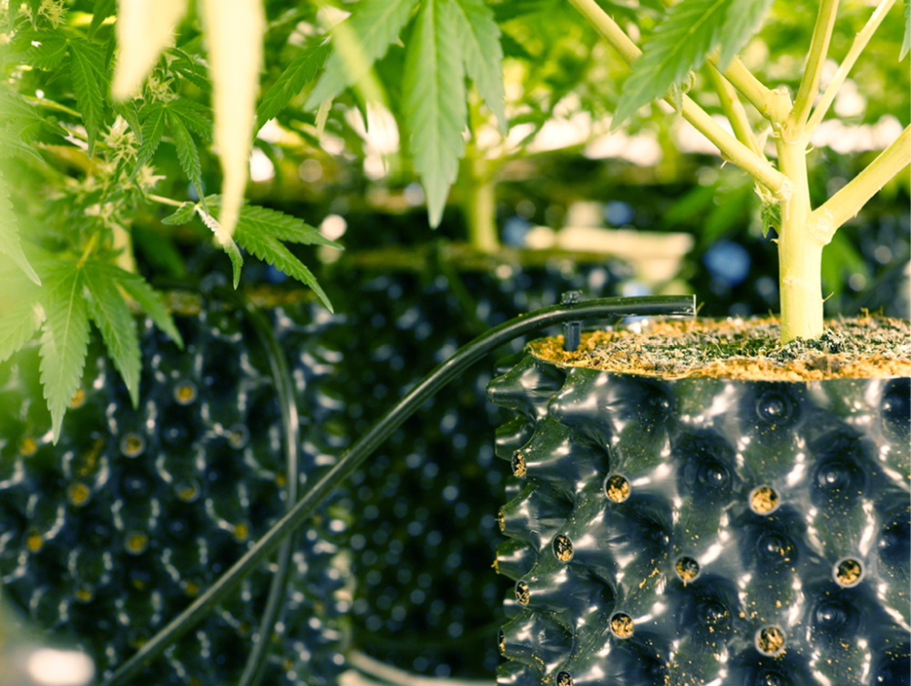 Convenient and eco-friendly pruning container root pot for wholesales