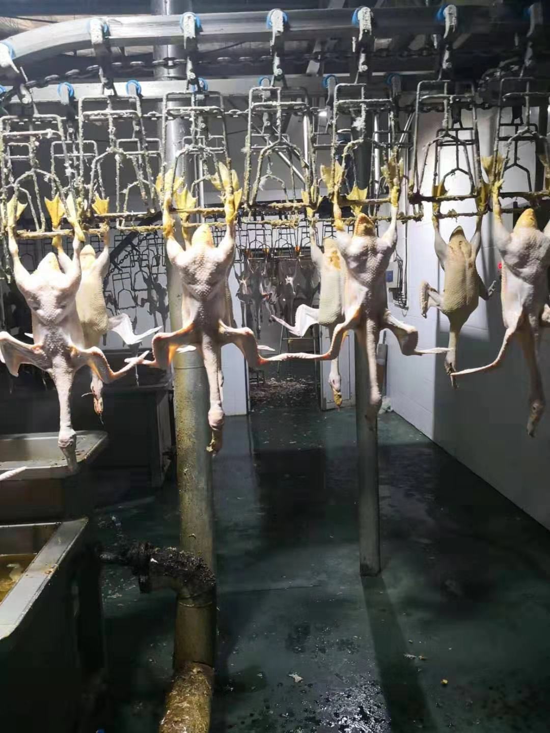 Custom Poultry Slaughtering Equipment Automatic Chicken Head Cutting Machine