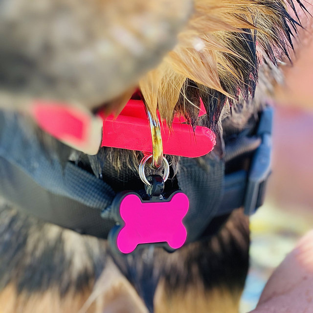 Rose Orange Blank Dog ID Tags Silicone Name Tags For Dogs Personalized