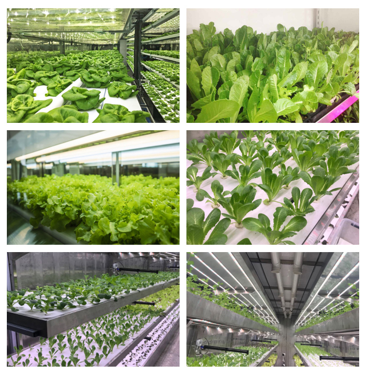 LED Light Indoor Hydroponic Farm Container with Climate Control