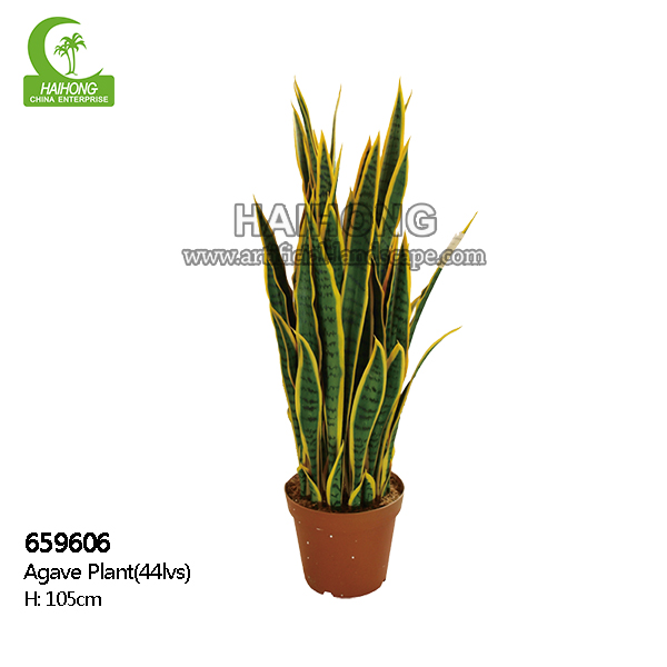 AGAVE PLANT