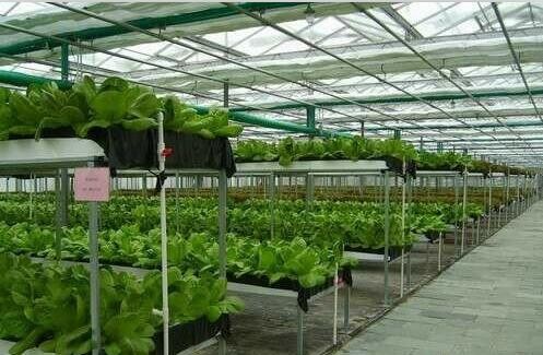 High Output Hydroponic Lettuce Greenhouse Wind Load 100KM/H With Multi Layer Rack