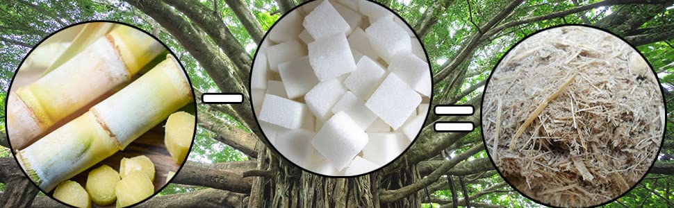 sugarcane, bagasse