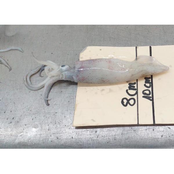 Iso22000 Frozen Illex Squid 18cm - 25cm Size 10kg Bill Of Loading