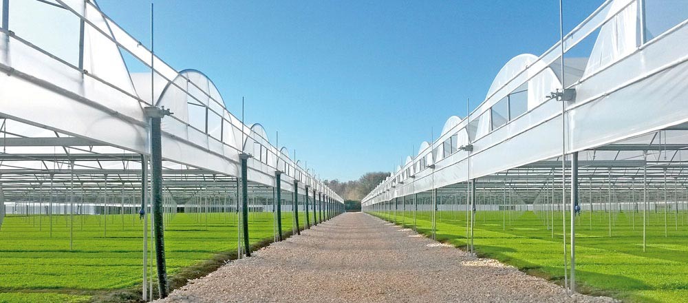 Plastic Film Covered Polytunnel Greenhouse with Hydroponic System and Ventilation
