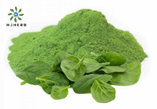 Quality Natural Dried Spinach Powder Green Vegetable Juice Powder for sale