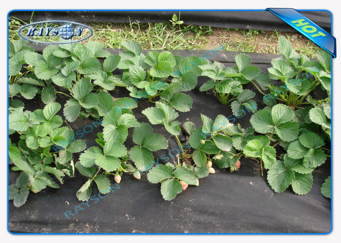 Environment Friendly Agriculture Non Woven Cover In PP Spunbonded Non Woven Fabric