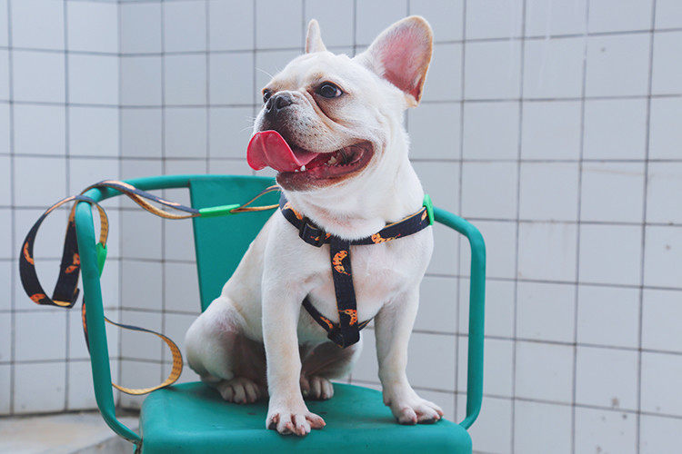 Xs Small No Pull Adjustable Dog Harness And Seat Belt Quick Fit Walking Harness