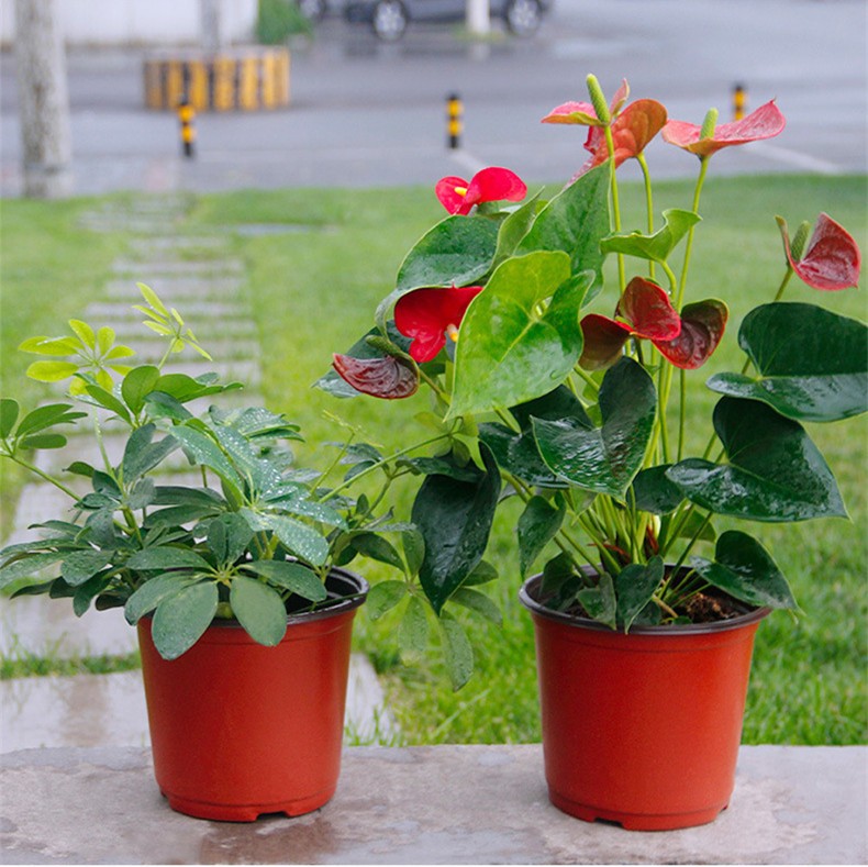 PP Sun Hemp 15cm Width Plastic Flower Pots 12 Drainage Holes