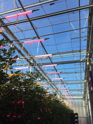 Multi-Span Agricultural Greenhouses with Used Container Hydroponic Growing Systems