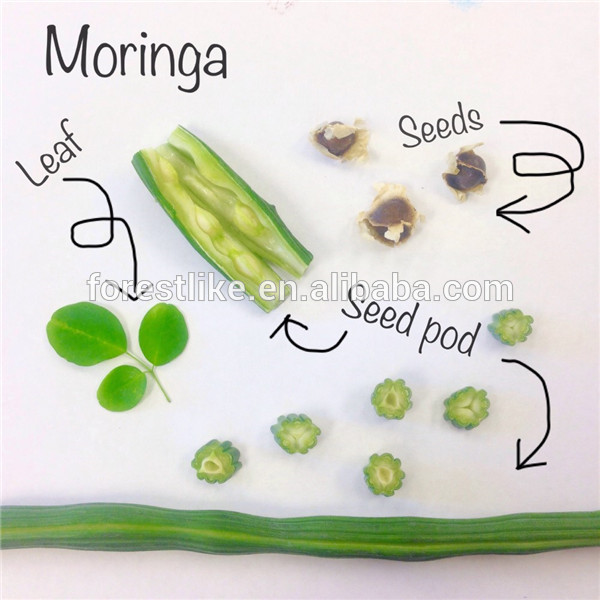 Factory Supply Top Quality Moringa Seed Extract 10:1