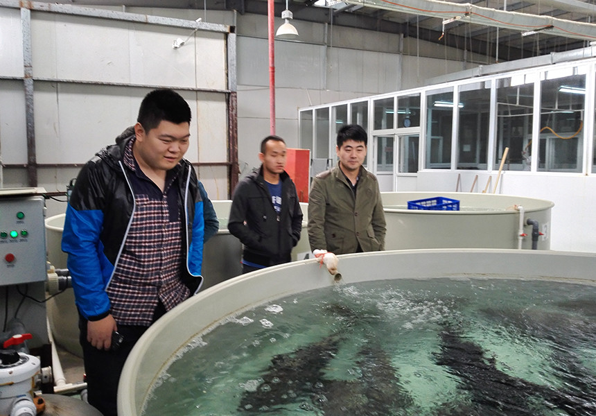 Automated Feeding Eco Friendly Ras Recirculating Aquaculture System Ras Fish Farming System