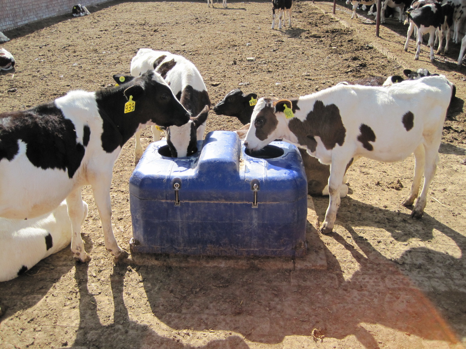 LLDPE Livestock Water Trough