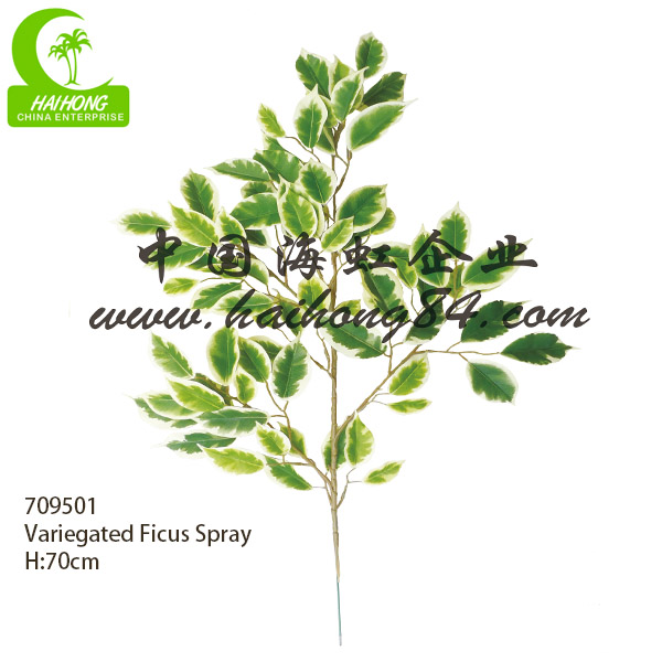 variegated ficus spray