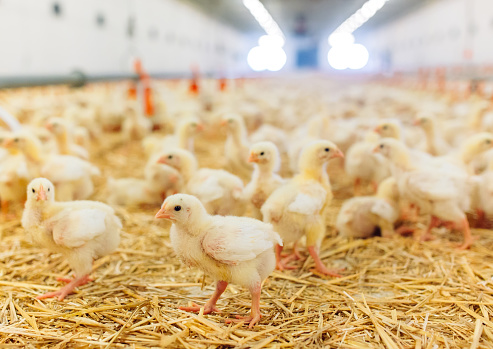 L-Threonine 98.5% for Poultry Feed Amino Acids EINECS No. 200-774-1 at Competitive