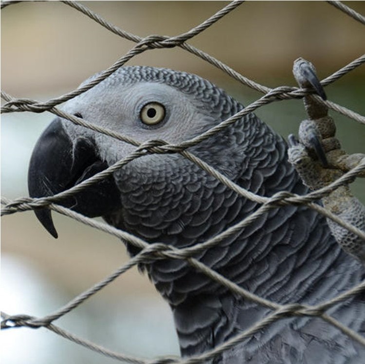 Customized Bird Cage Stainless Steel Rope Wire Mesh 1.5mm 1.6mm