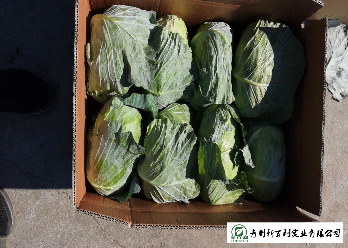 No Pollution Organic Green Cabbage Rich In Vitamin C Apply To Wholesaler