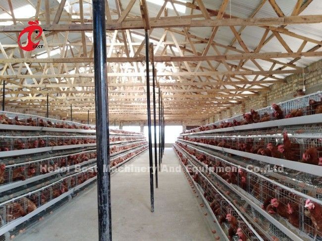 Galvanized A Type Chicken Farming Cage System 20 Years Lifespan Doris