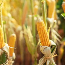 Corn